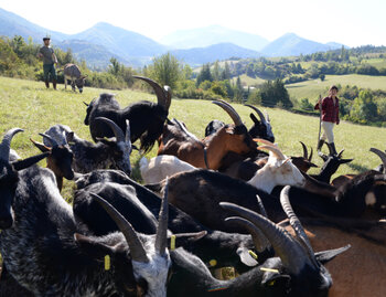 La Ferme des Petites Rigoles